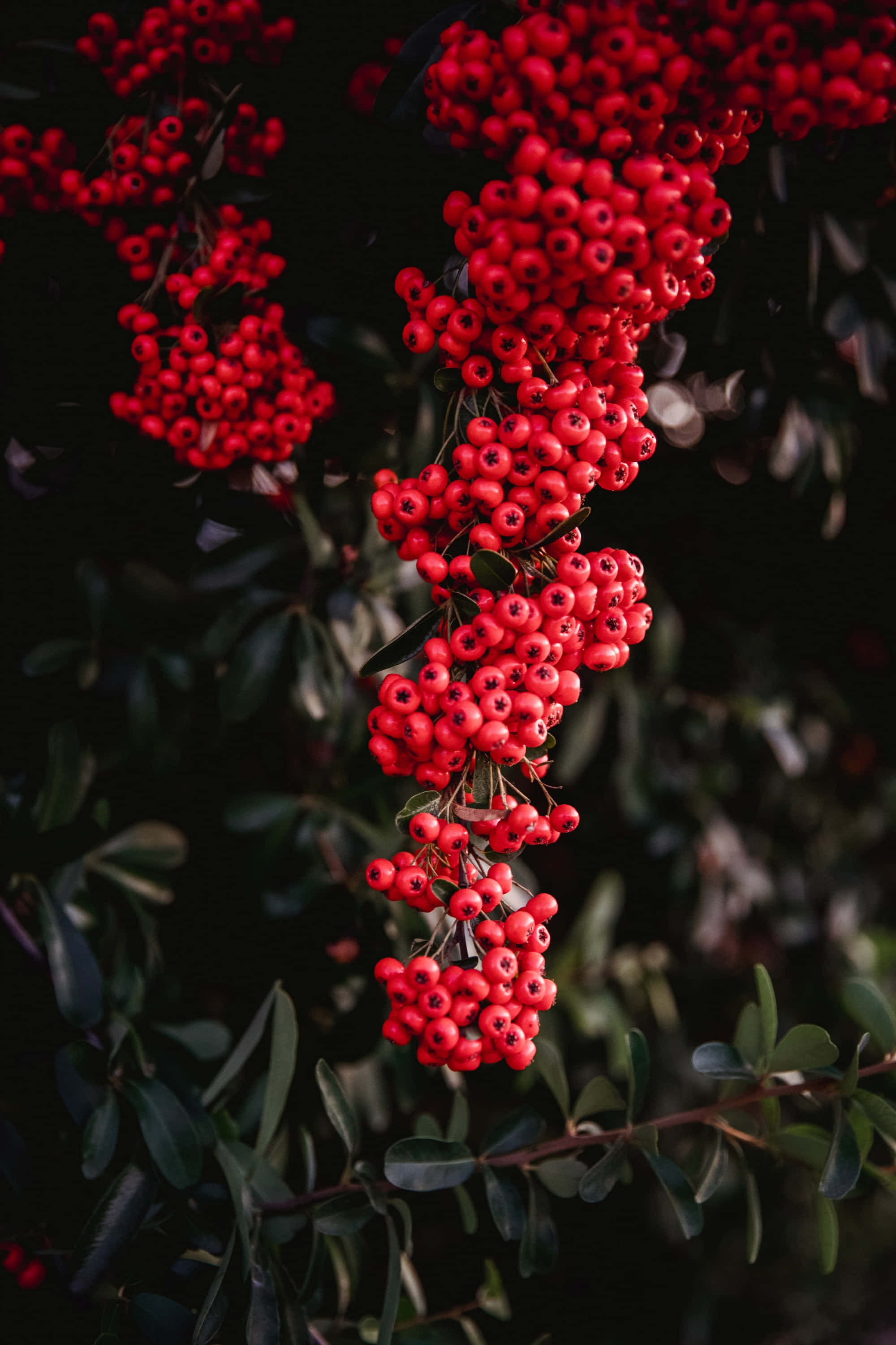 Pink Peppercorn, glossy red berries, dark green leaves, 2K Phone Wallpaper