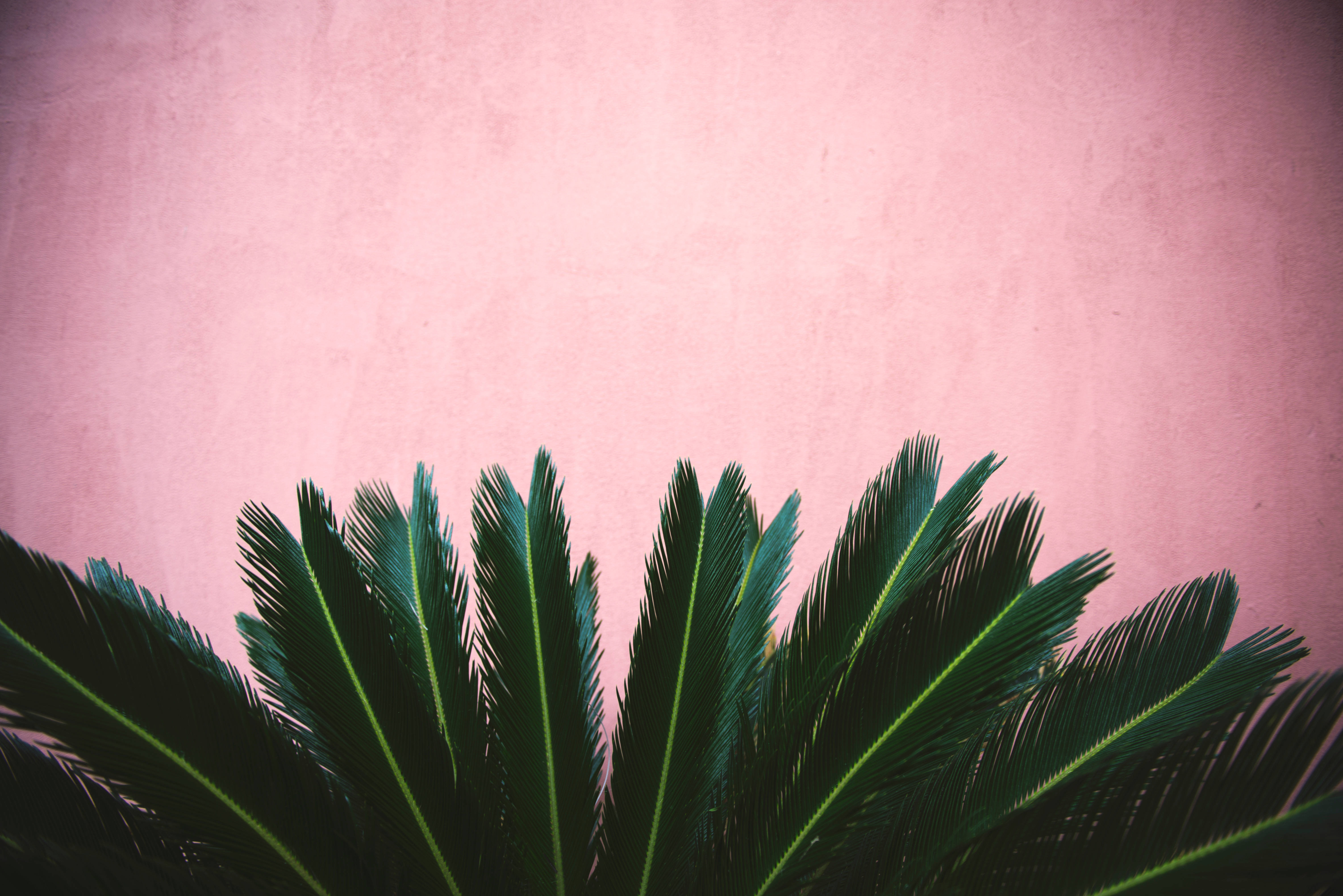 cycad fronds, textured dusty pink wall, minimalist composition, 5K Desktop Wallpaper