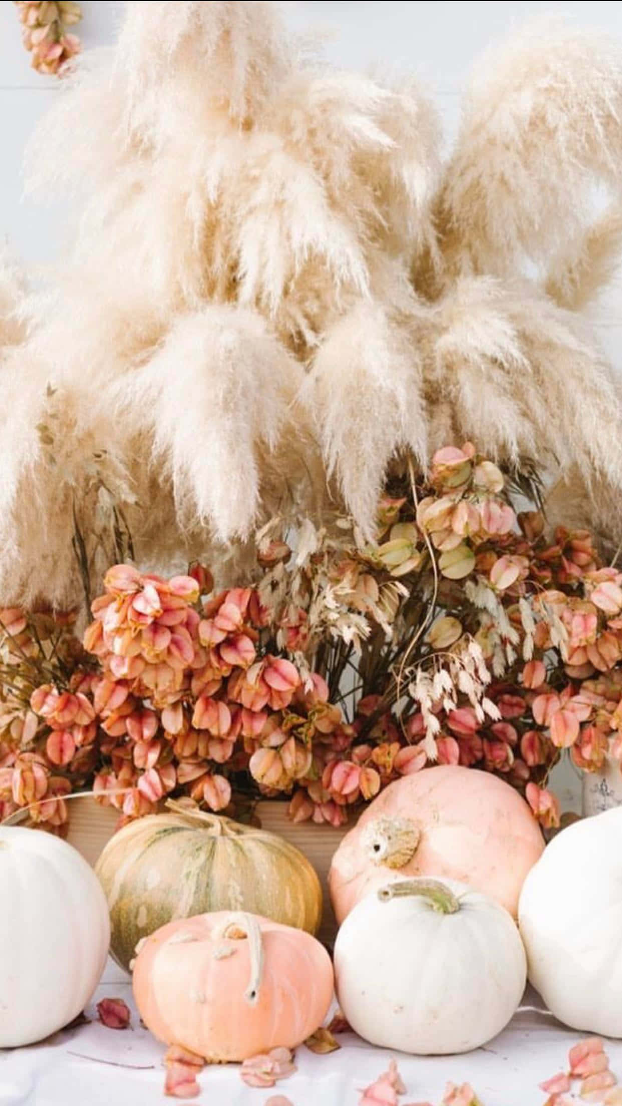 Pink Pumpkin, pastel pumpkins, soft beige pampas grass, Full HD Phone Wallpaper