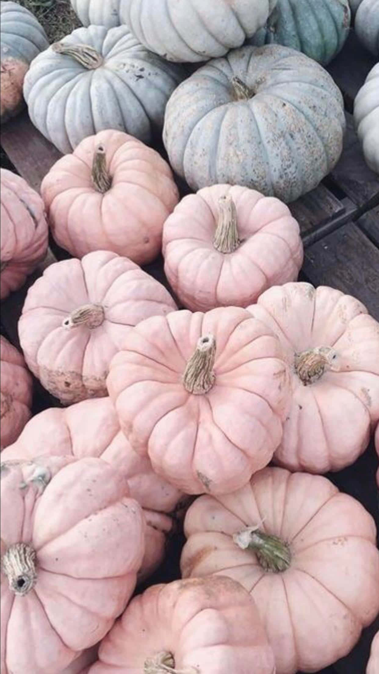 pink pumpkin, pastel pink, muted blue, Full HD Phone Wallpaper
