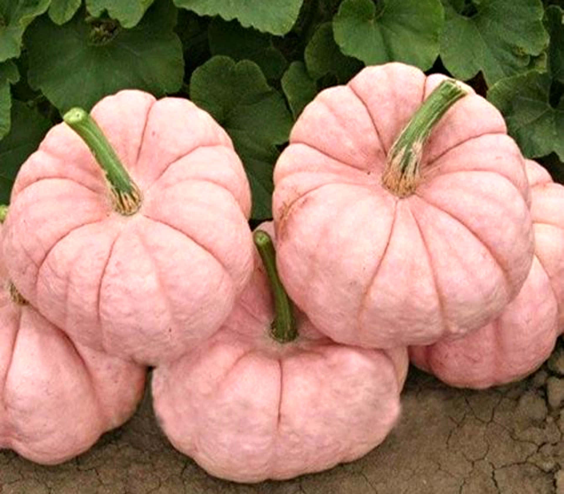 Pink Pumpkin, pale pink pumpkins, green stems, Full HD Desktop Wallpaper