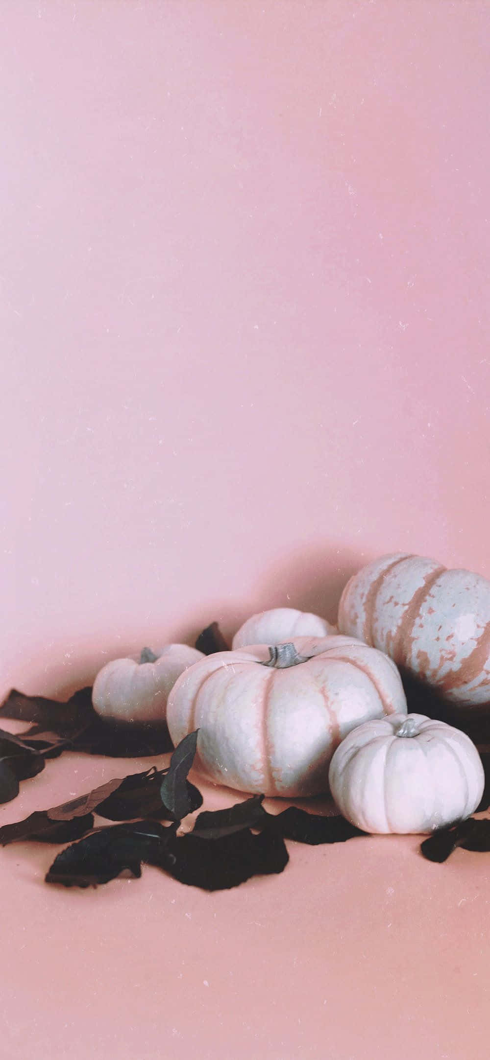 Pink Pumpkin, white pumpkins, subtle stripes, Full HD Phone Wallpaper