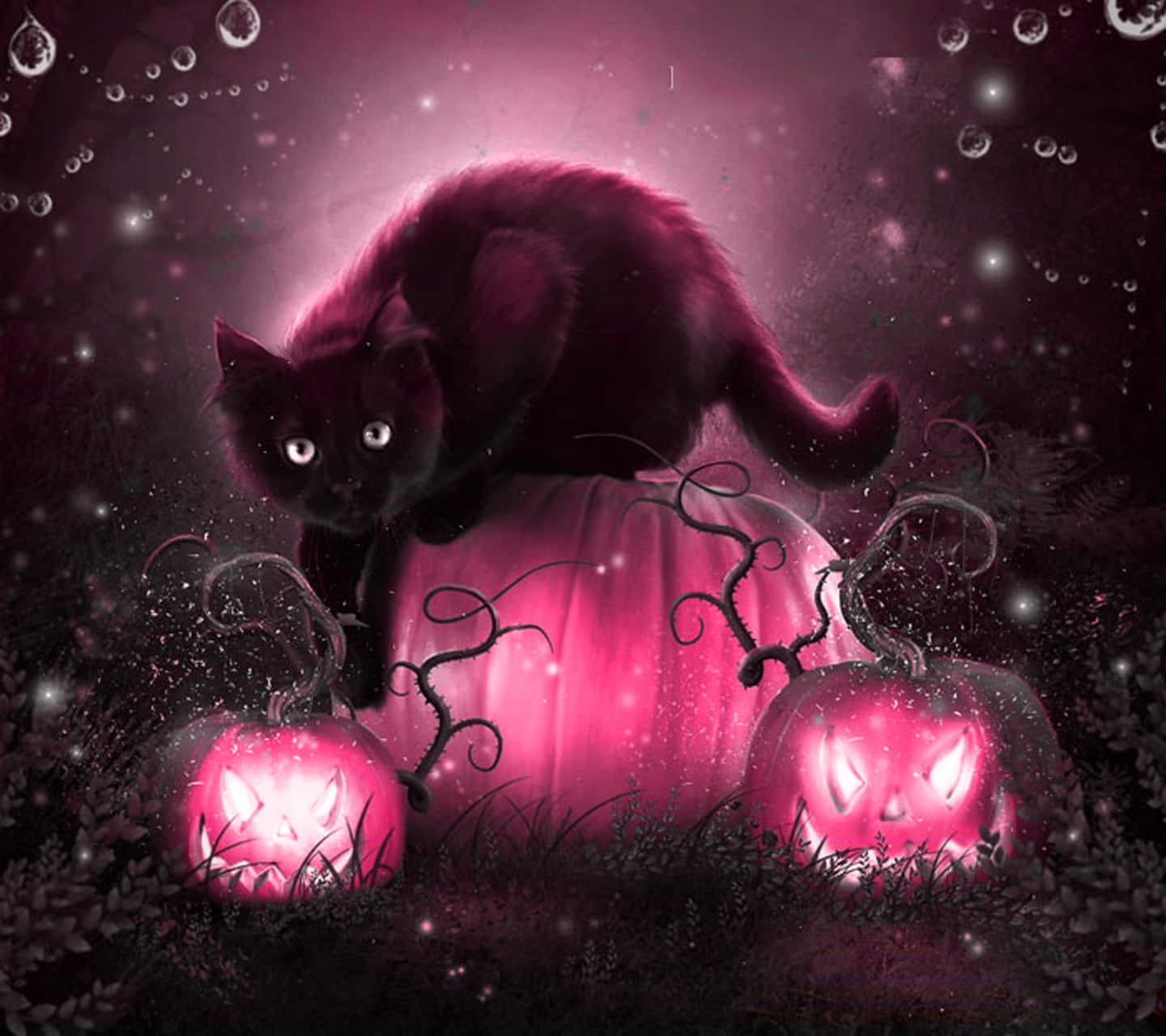 Pink Pumpkin, black cat, glowing pink pumpkin, HD Desktop Wallpaper