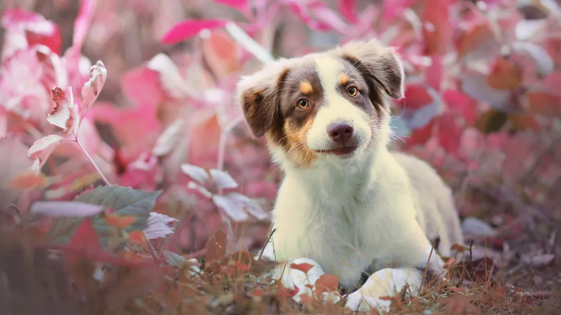 Pink Puppies