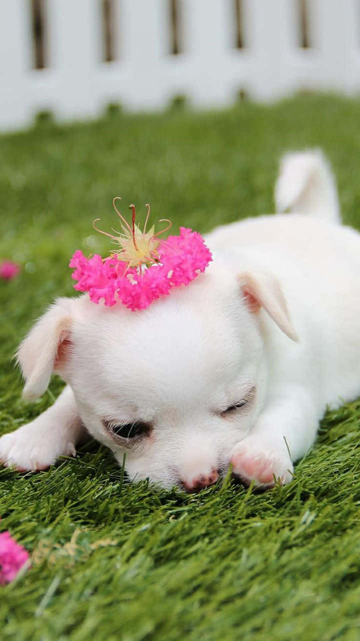pink puppies, white puppy, vibrant green grass, HD Phone Wallpaper