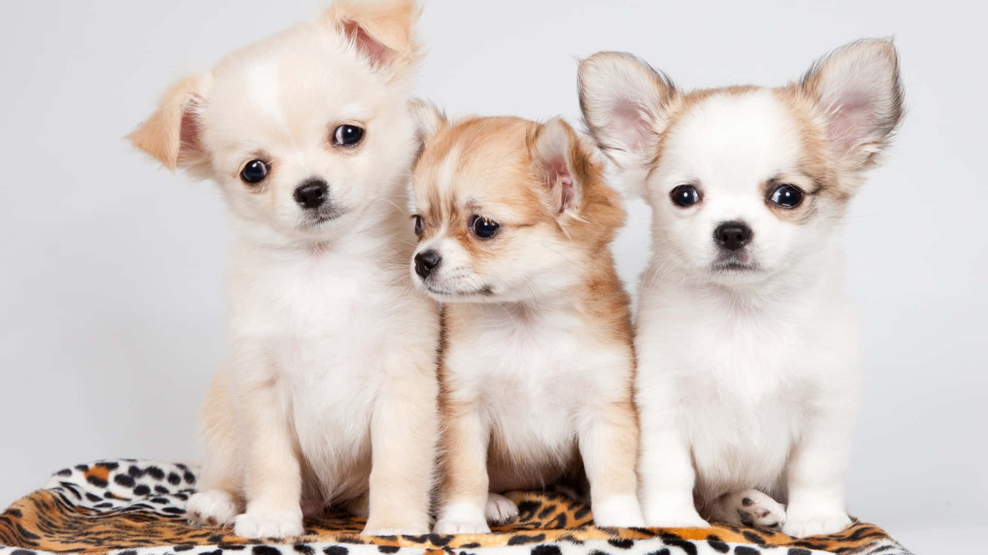 pink puppies, chihuahua puppies, leopard print blanket, Full HD Desktop Wallpaper