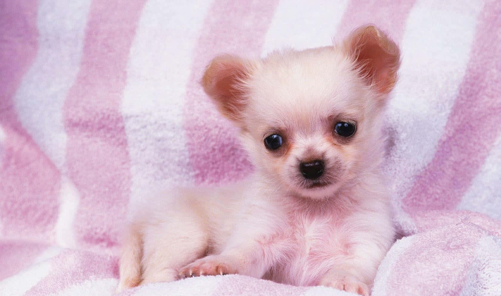 pink and white blanket, cream chihuahua puppy, big dark eyes, HD Desktop Wallpaper