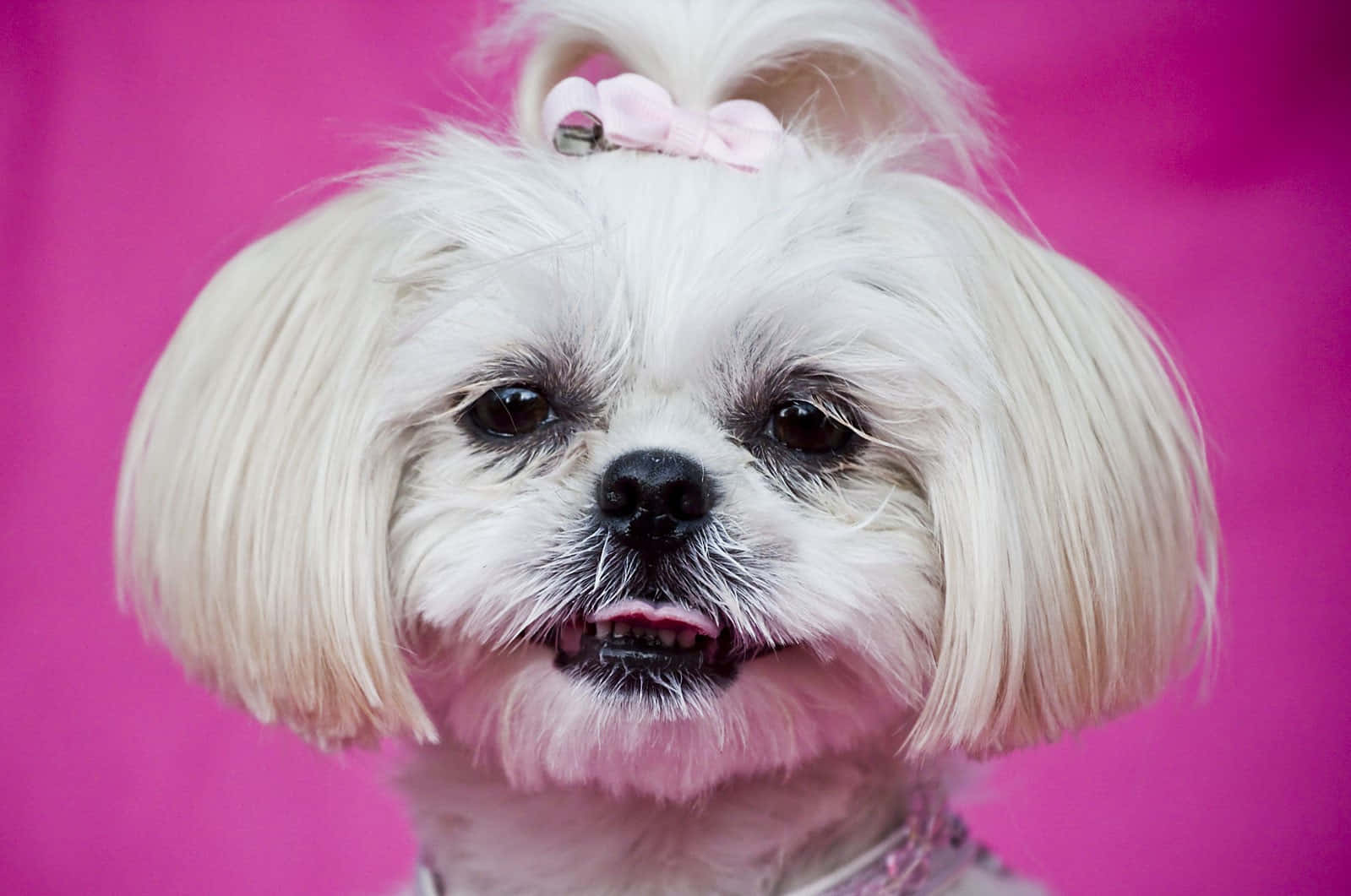 pink puppies, fluffy white dog, pink bow, HD Desktop Wallpaper