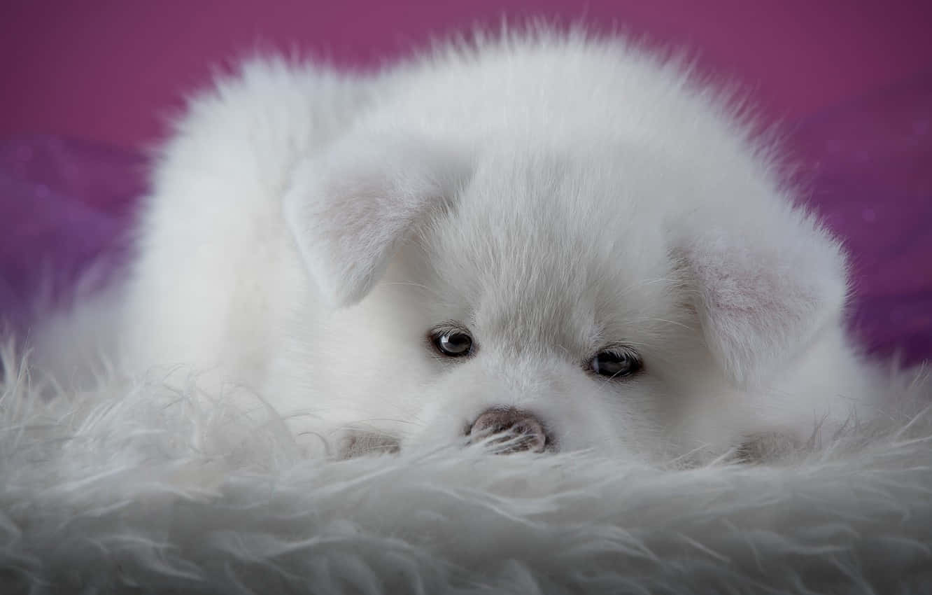 white puppy, fluffy blanket, dark eyes, HD Desktop Wallpaper