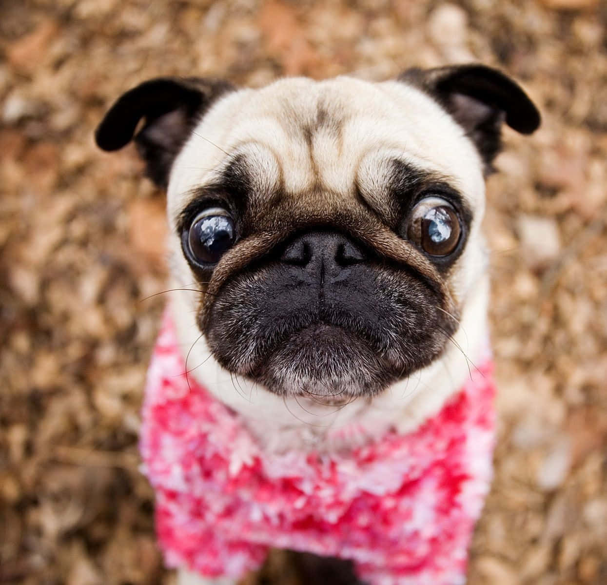 pink puppies, pug puppy, fluffy pink sweater, SD Desktop Wallpaper