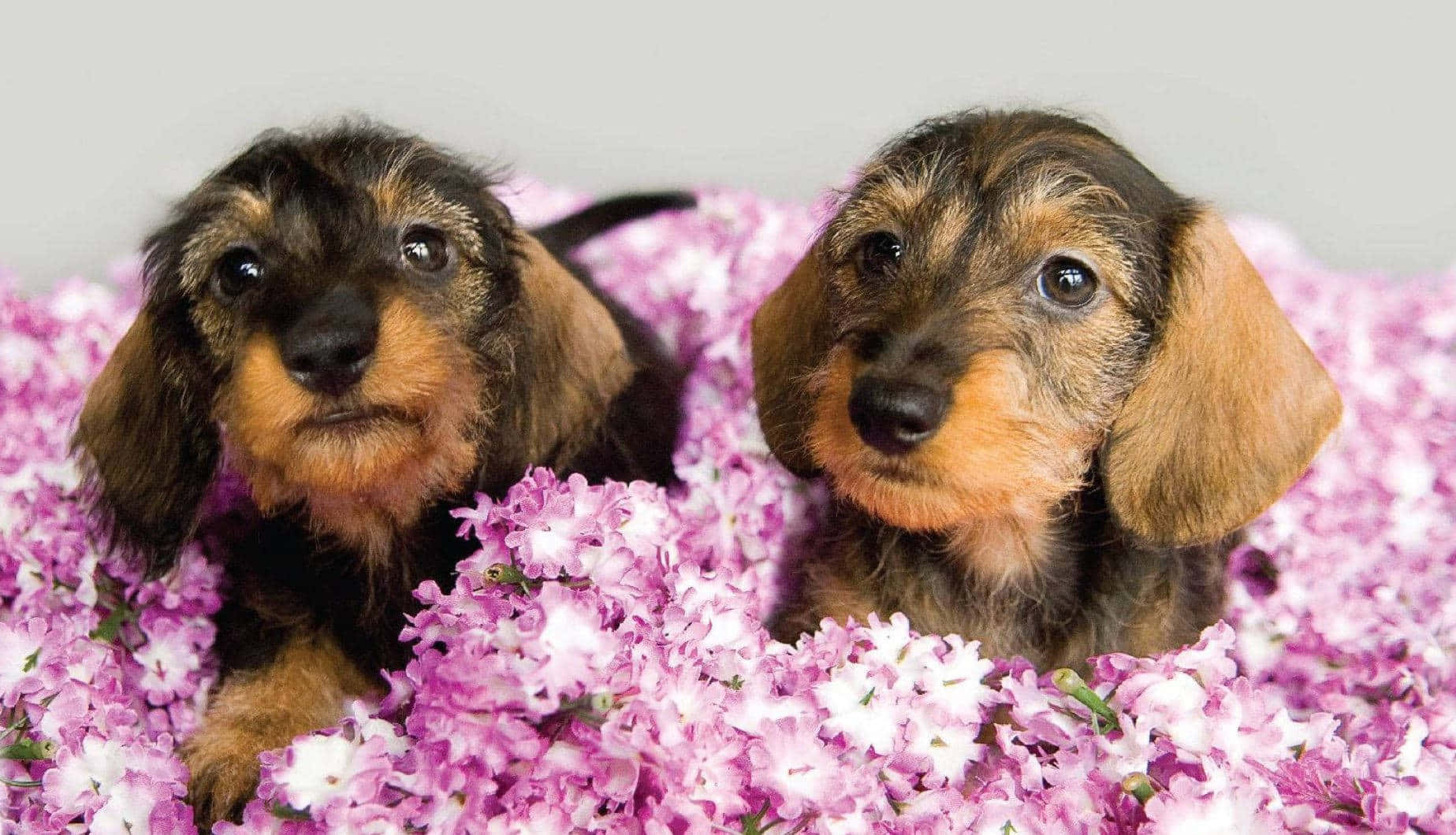 pink puppies, dachshund puppies, floppy ears, HD Desktop Wallpaper