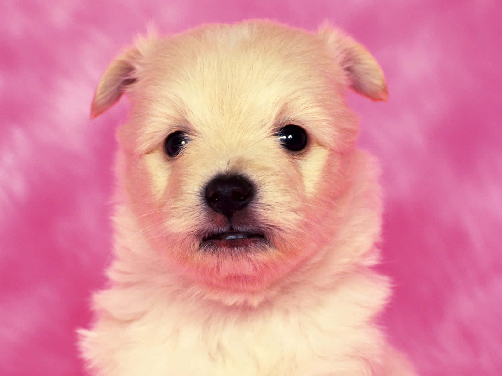 pink puppies, fluffy white puppy, big dark eyes, HD Desktop Wallpaper