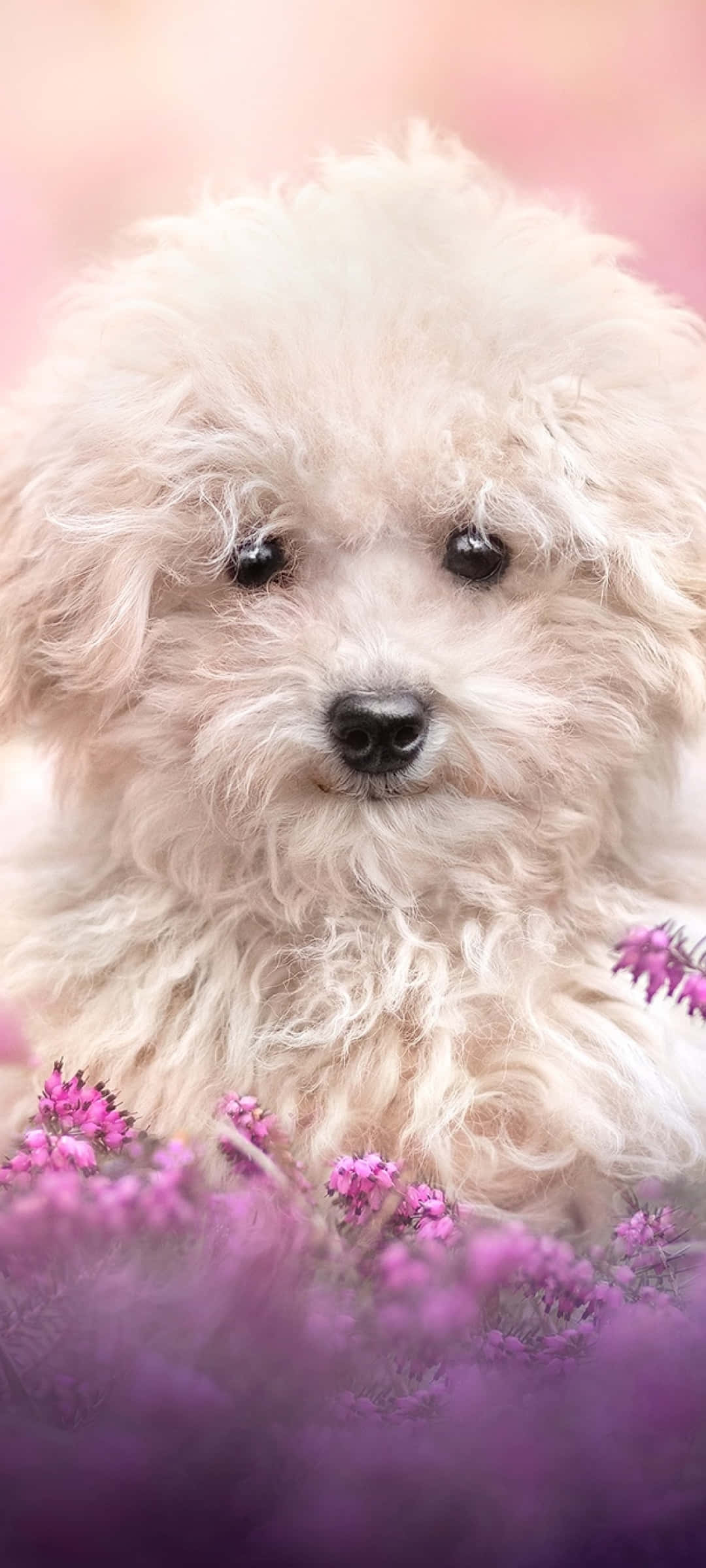 pink puppies, fluffy white puppy, dark eyes, Full HD Phone Wallpaper