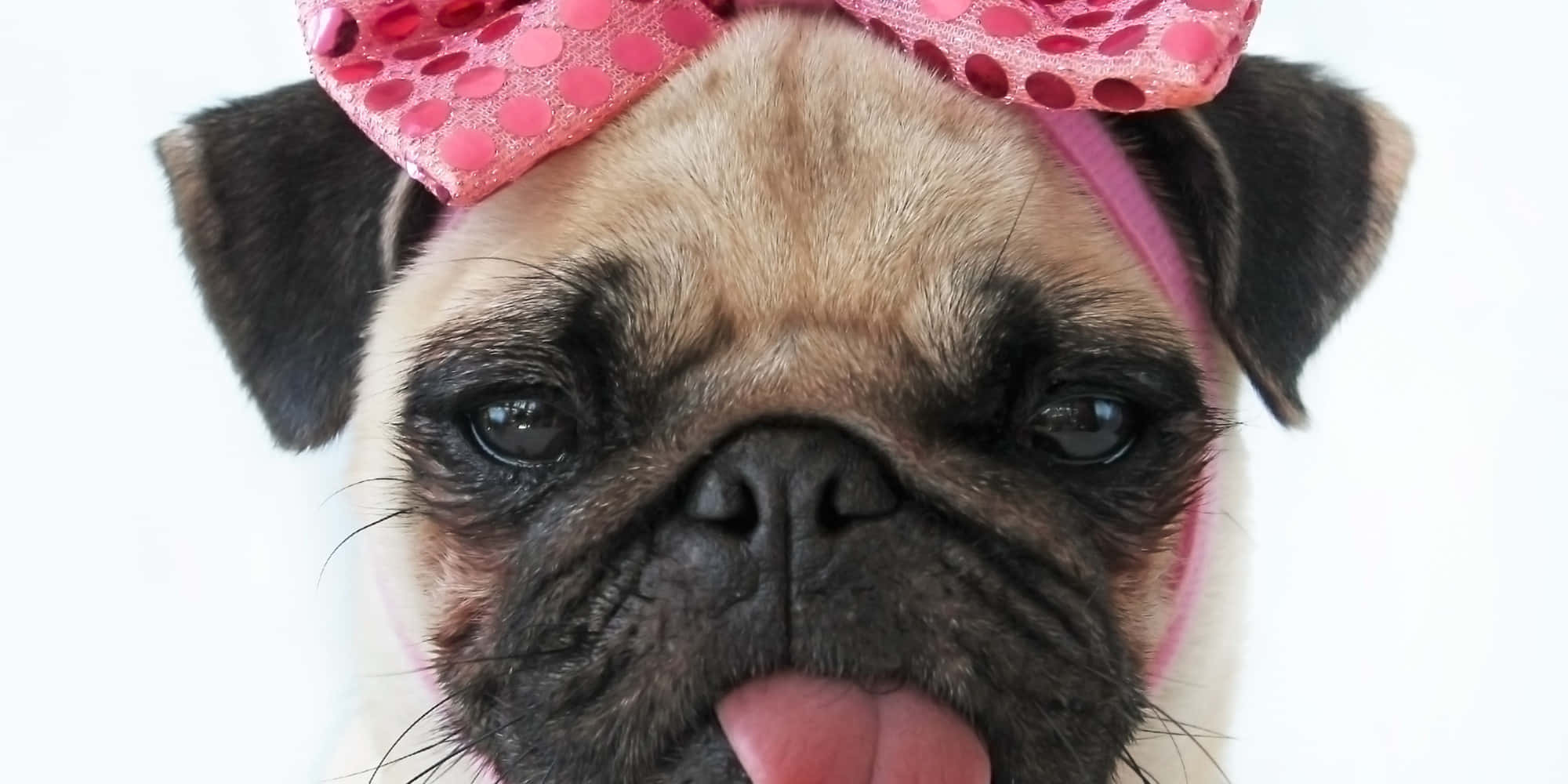 pink puppies, pug dog, pink polka-dot bow, Full HD Desktop Wallpaper