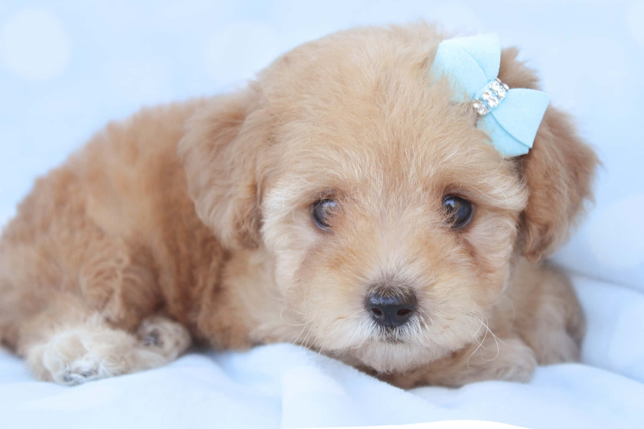 pink puppies, fluffy golden puppy, big dark eyes, Full HD Desktop Wallpaper
