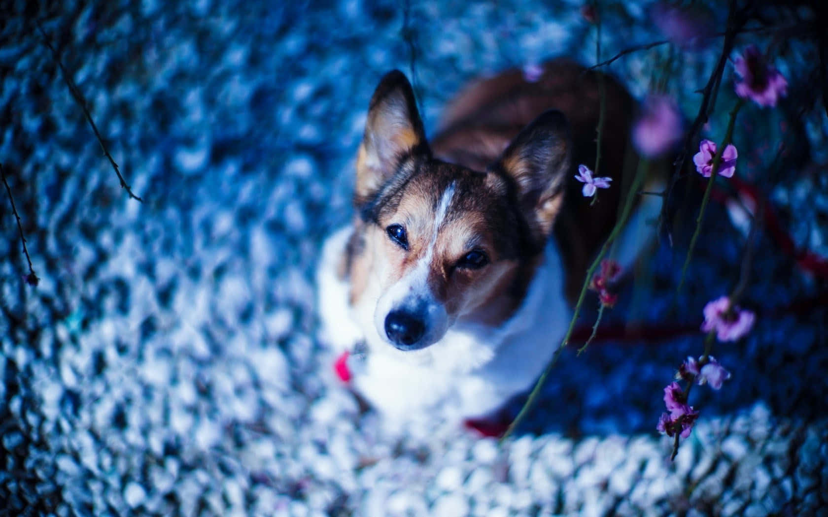 corgi, purple blossoms, cool blue lighting, HD Desktop Wallpaper