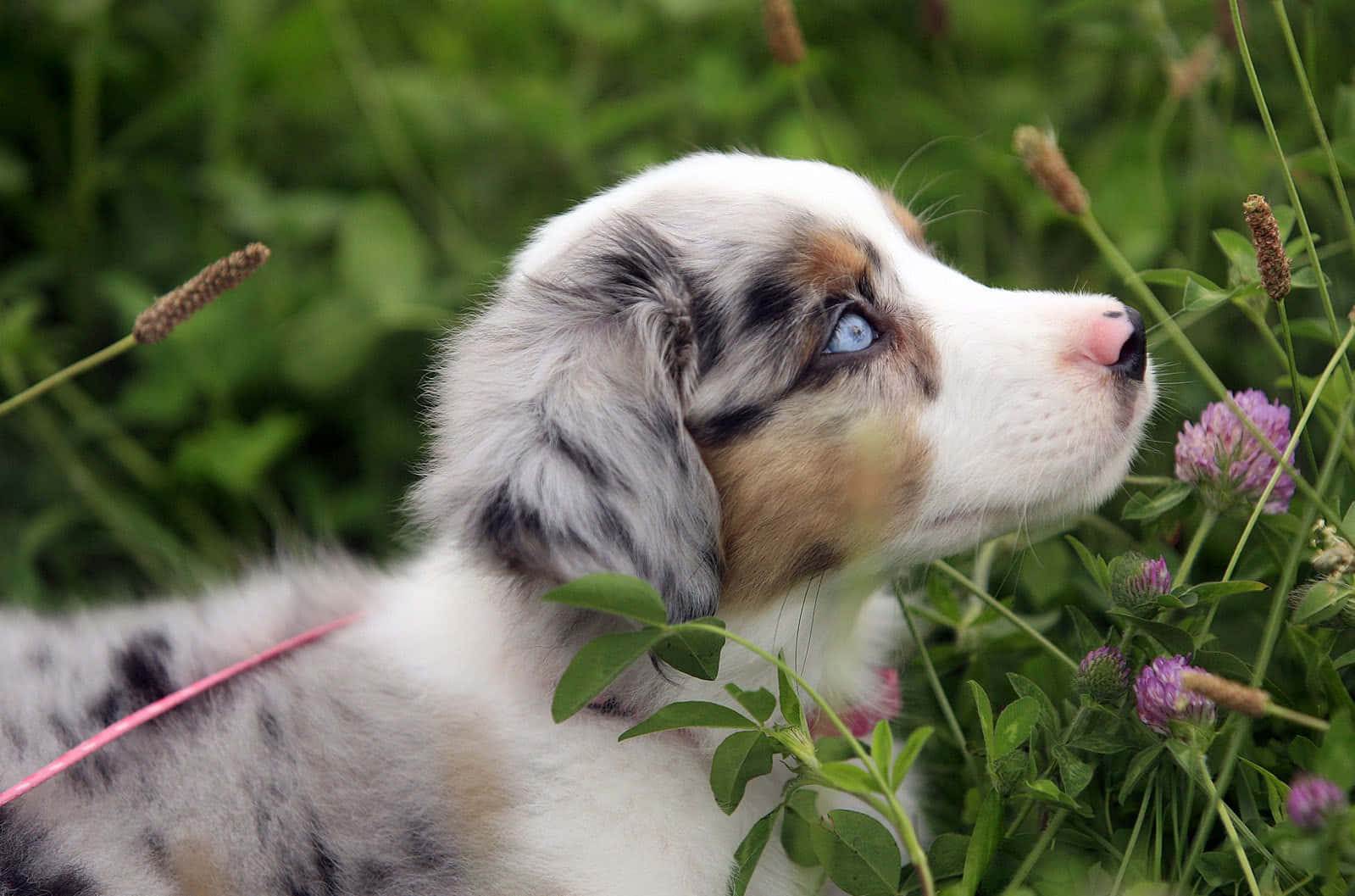 pink puppies, blue-eyed merle puppy, white and brown fur, HD Desktop Wallpaper