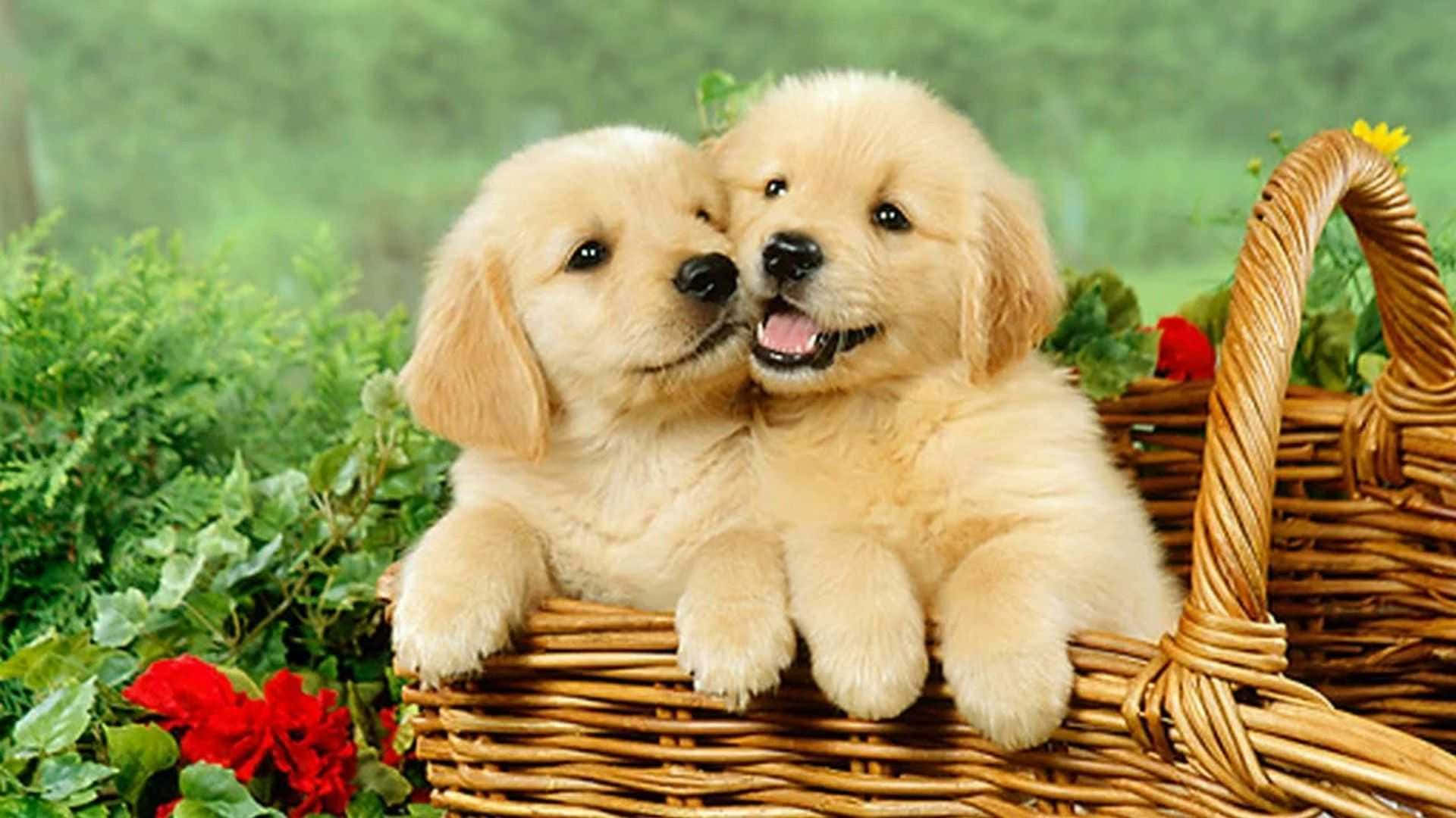 golden retriever puppies, wicker basket, greenery, Full HD Desktop Wallpaper