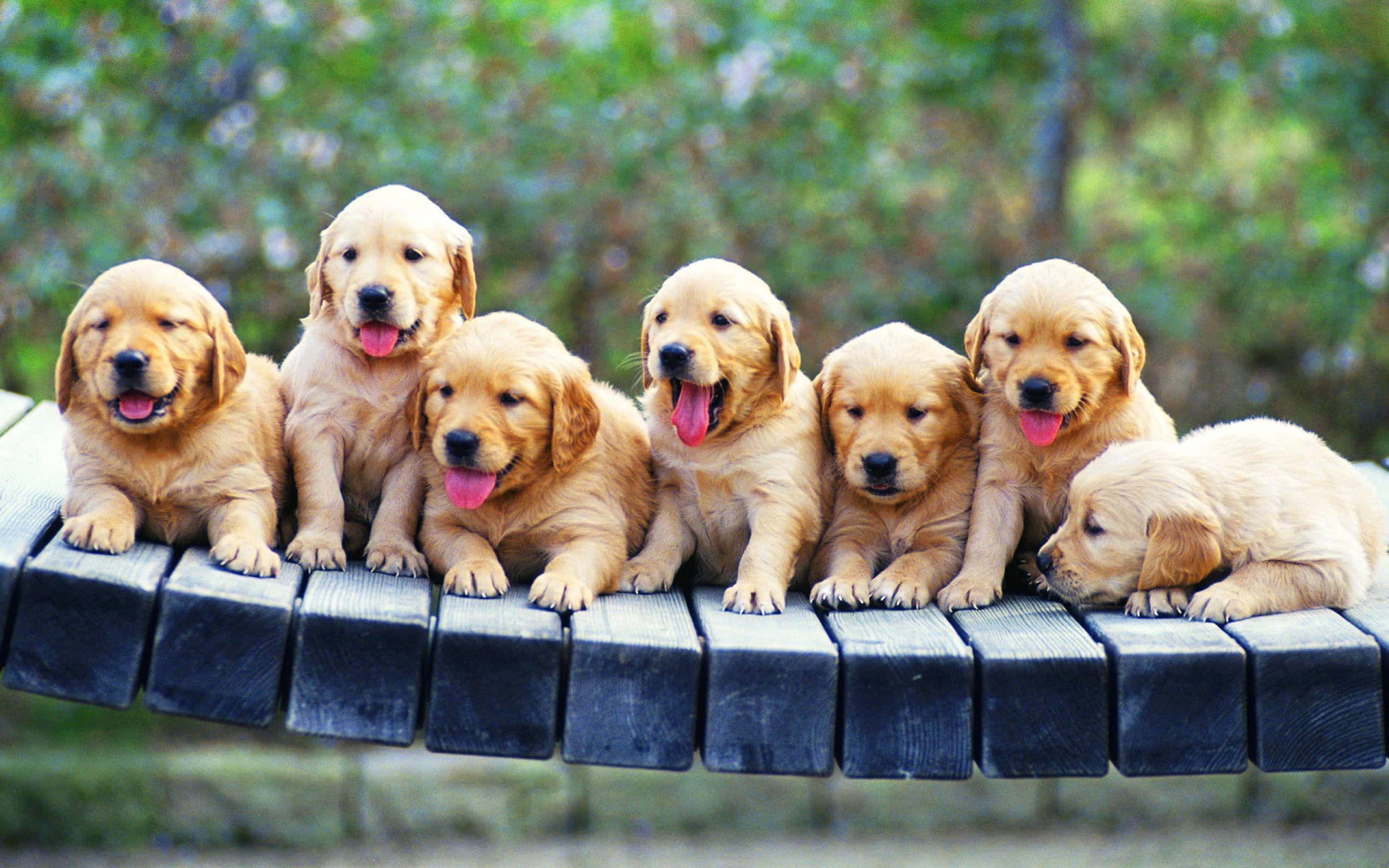 golden retriever puppies, fluffy coats, weathered wooden bench, 2K Desktop Wallpaper