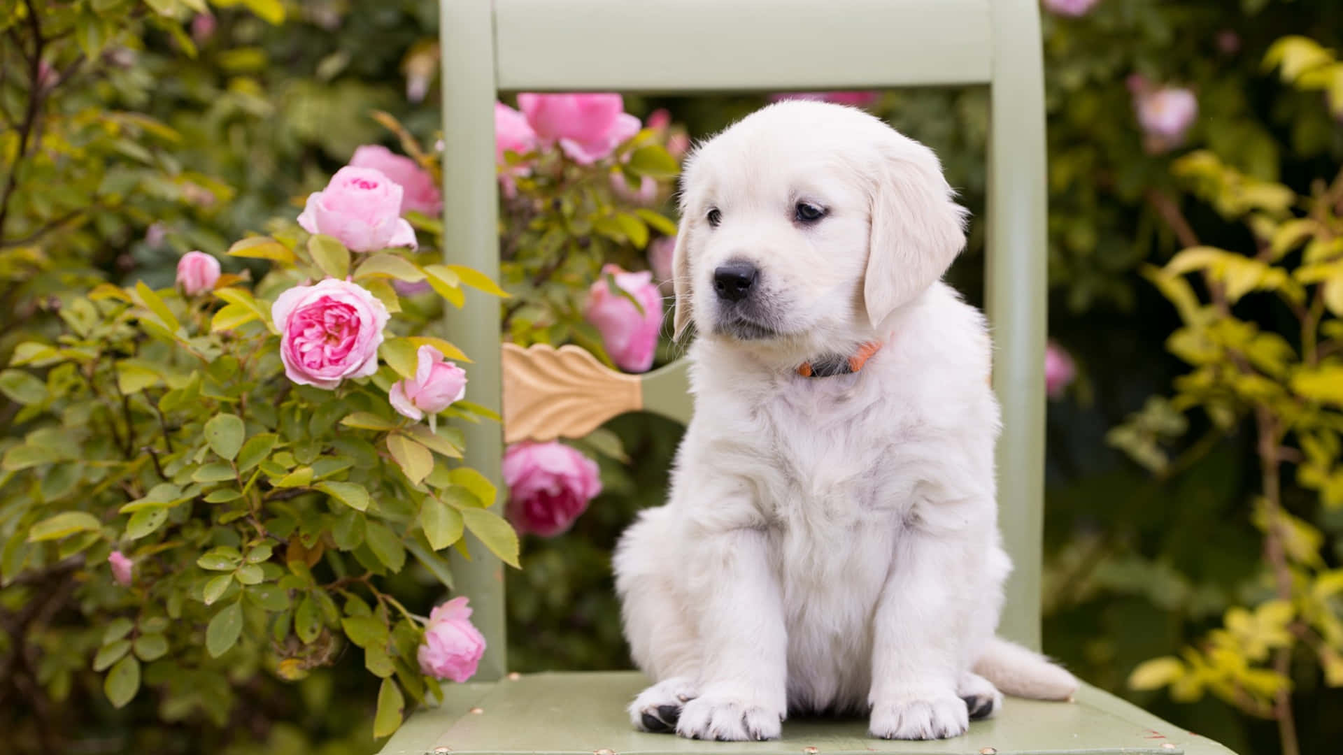 pink puppies, fluffy white puppy, green chair, Full HD Desktop Wallpaper