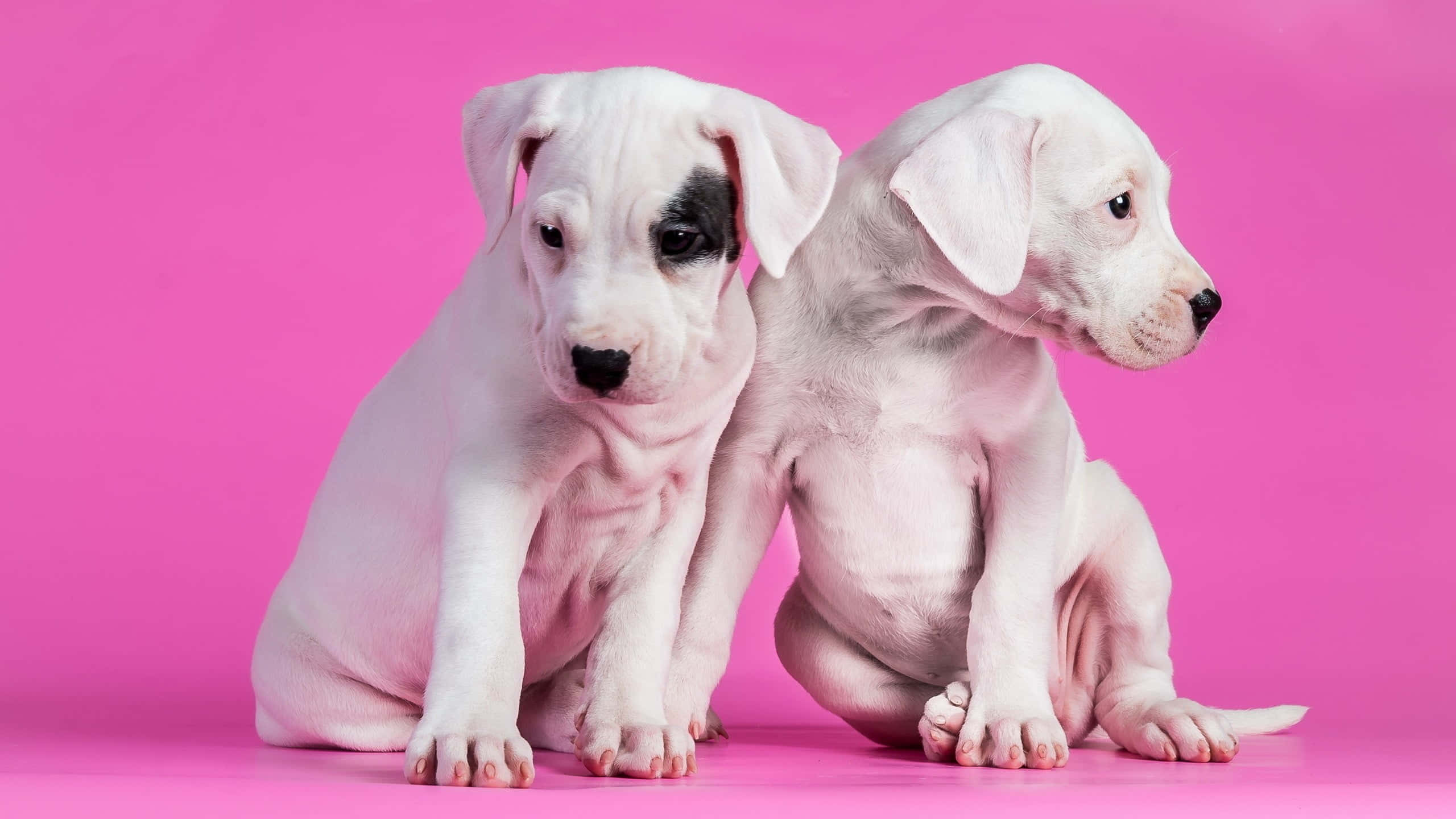 pink puppies, white puppies, black markings, 2K Desktop Wallpaper