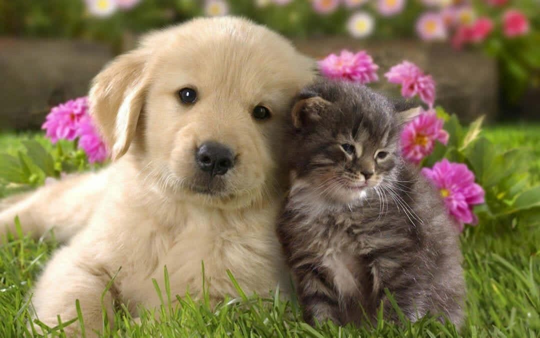 Pink Puppies, golden retriever puppy, fluffy gray kitten, SD Desktop Wallpaper