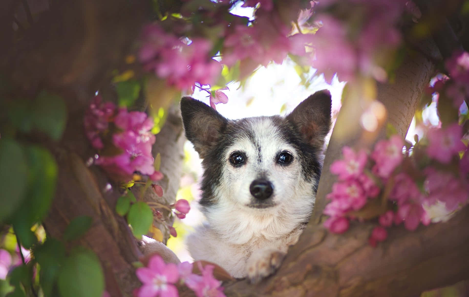 pink puppies, sunlit tree, pink blossoms, Full HD Desktop Wallpaper