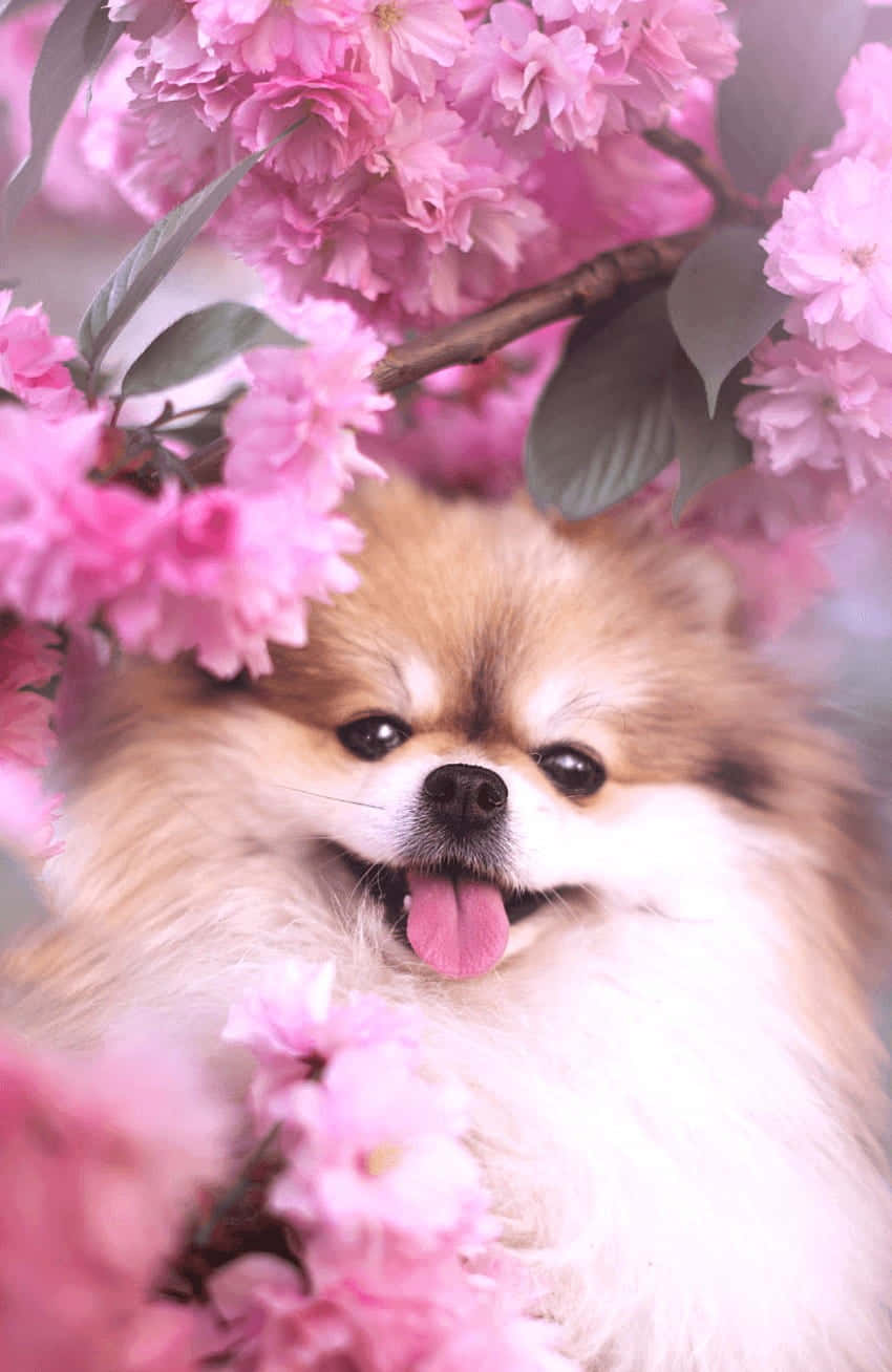 Pomeranian, blush-colored, vibrant pink cherry blossoms, HD Phone Wallpaper