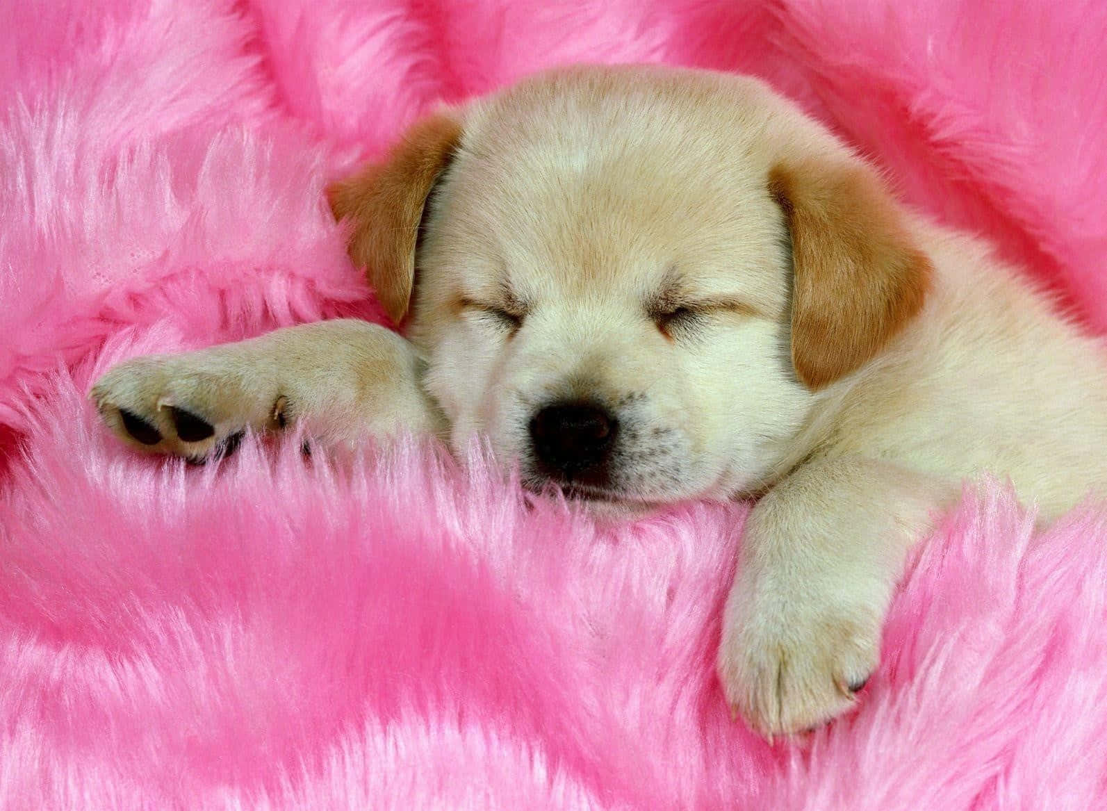pink puppies, yellow lab puppy, fluffy bright pink blanket, HD Desktop Wallpaper