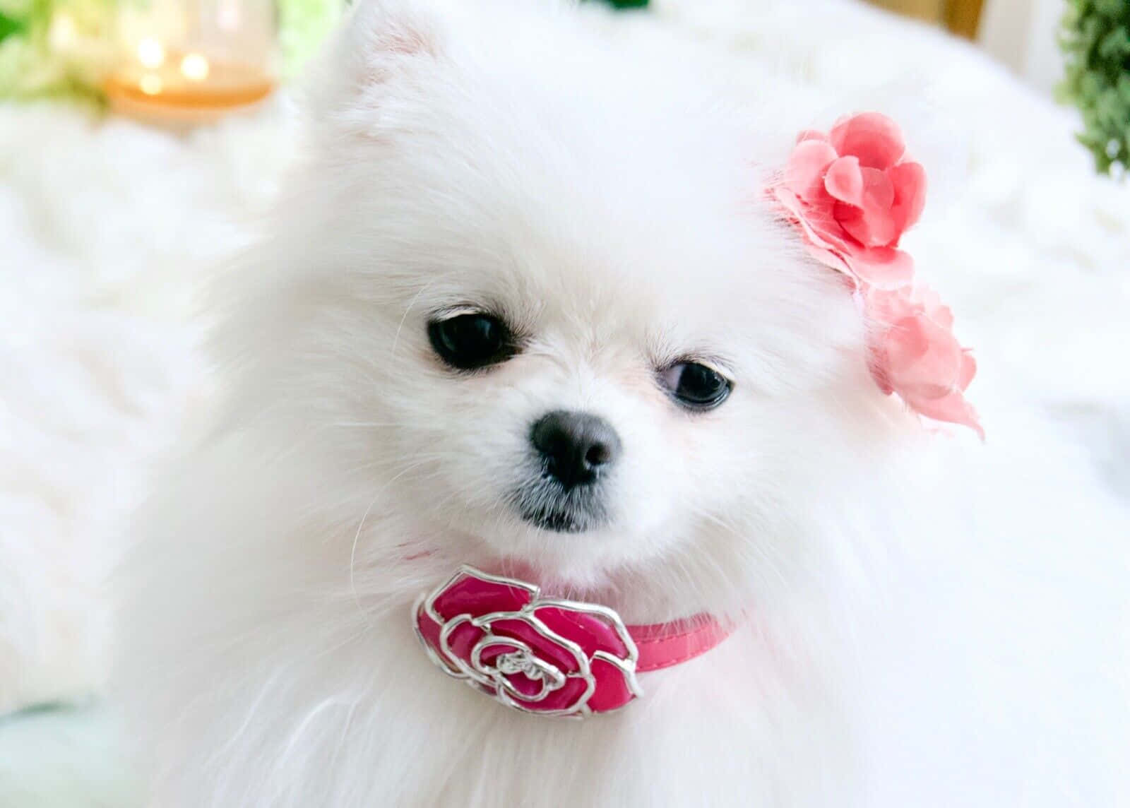 pink puppies, fluffy white Pomeranian, pink floral collar, HD Desktop Wallpaper