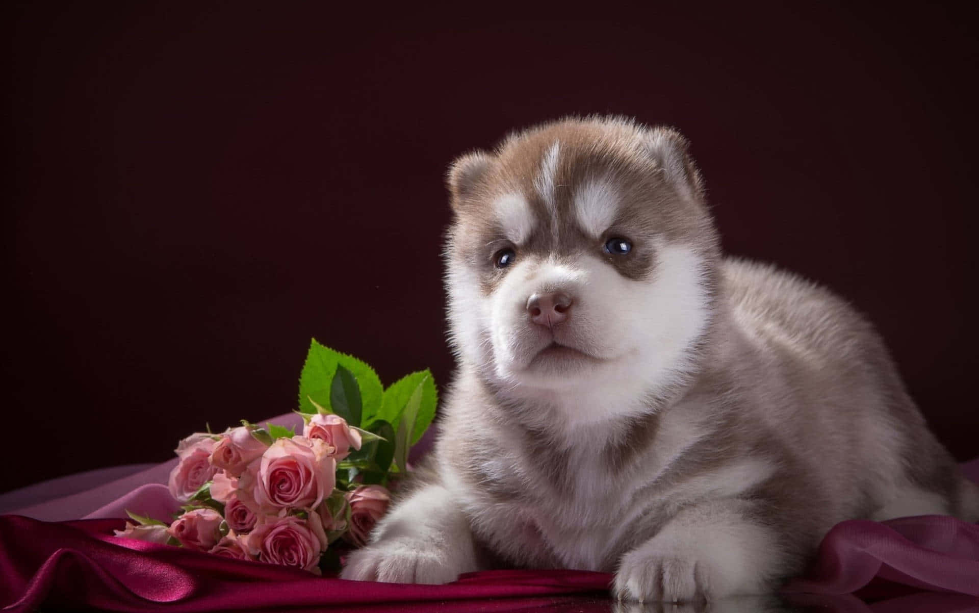 pink puppies, fluffy husky puppy, striking blue eyes, Full HD Desktop Wallpaper