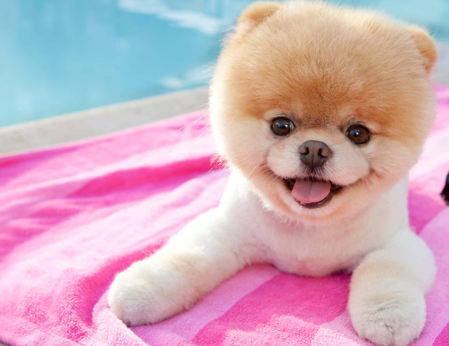 Pomeranian puppy, tan, bright pink towel, HD Desktop Wallpaper