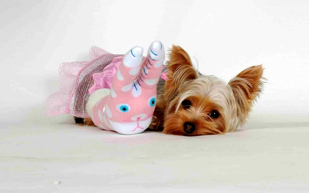 pink puppies, Yorkshire terrier puppy, pink sock unicorn toy, SD Desktop Wallpaper