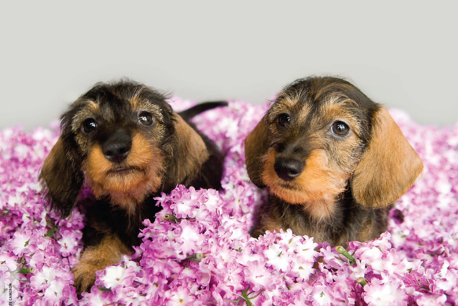 dachshund puppies, pink flowers, vibrant pink, HD Desktop Wallpaper