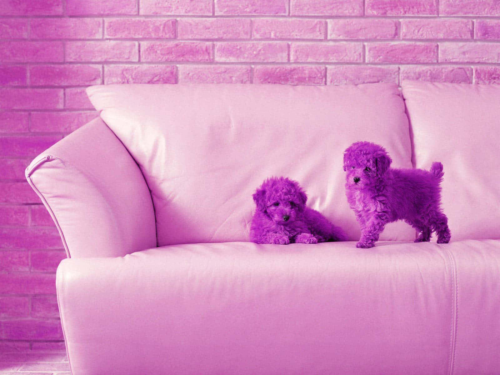 pink puppies, purple poodles, purple couch, HD Desktop Wallpaper