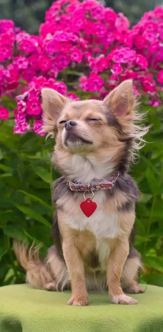 chihuahua dog, pink flowers, green cushion, HD Phone Wallpaper