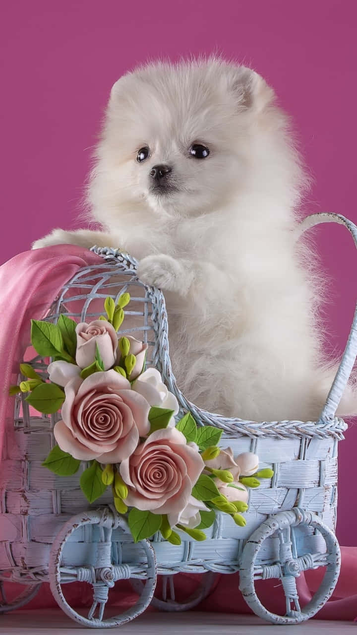 white Pomeranian puppy, light blue wicker baby carriage, pink roses, HD Phone Wallpaper
