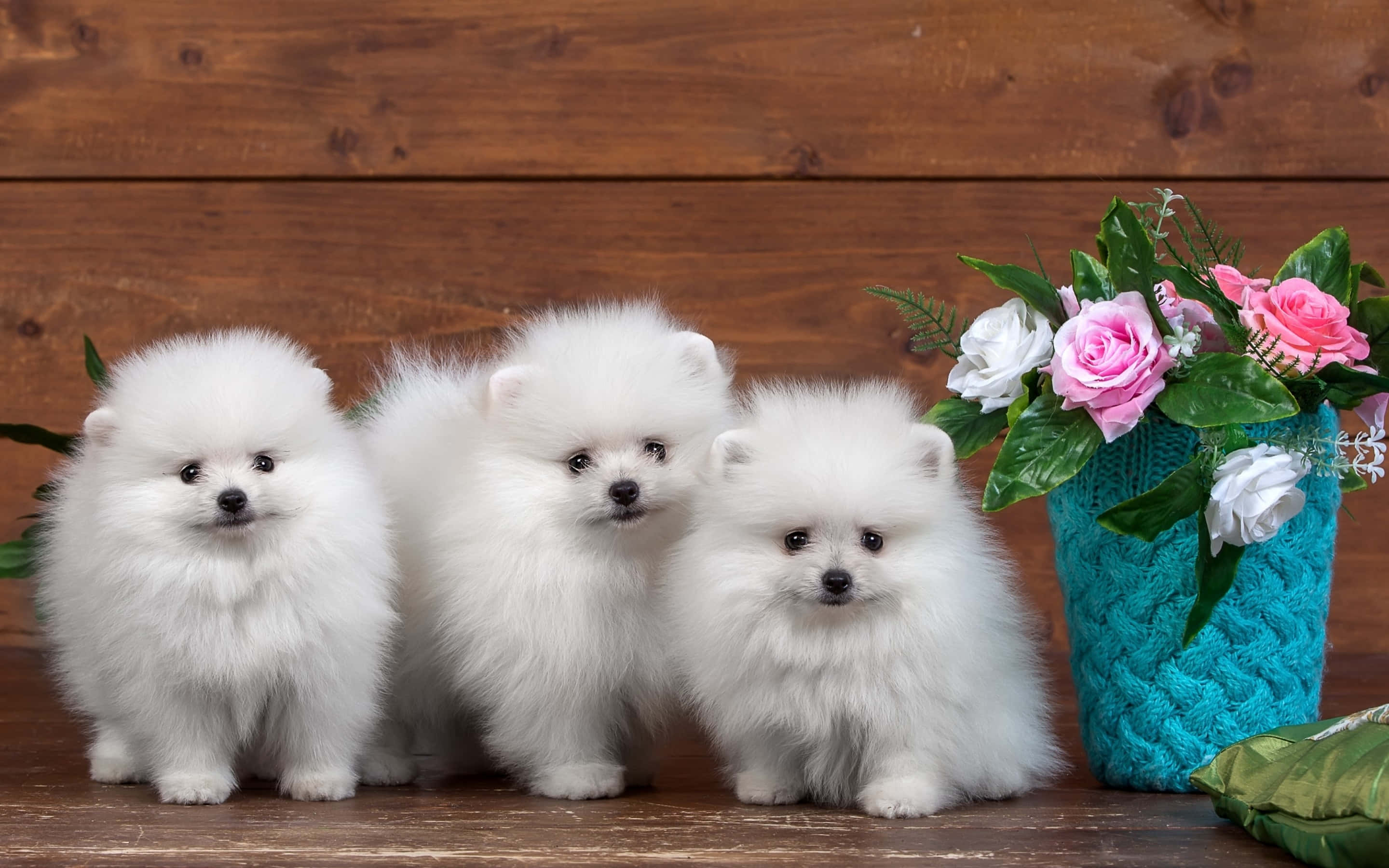 pink puppies, Pomeranian puppies, blue knitted vase, 2K Desktop Wallpaper