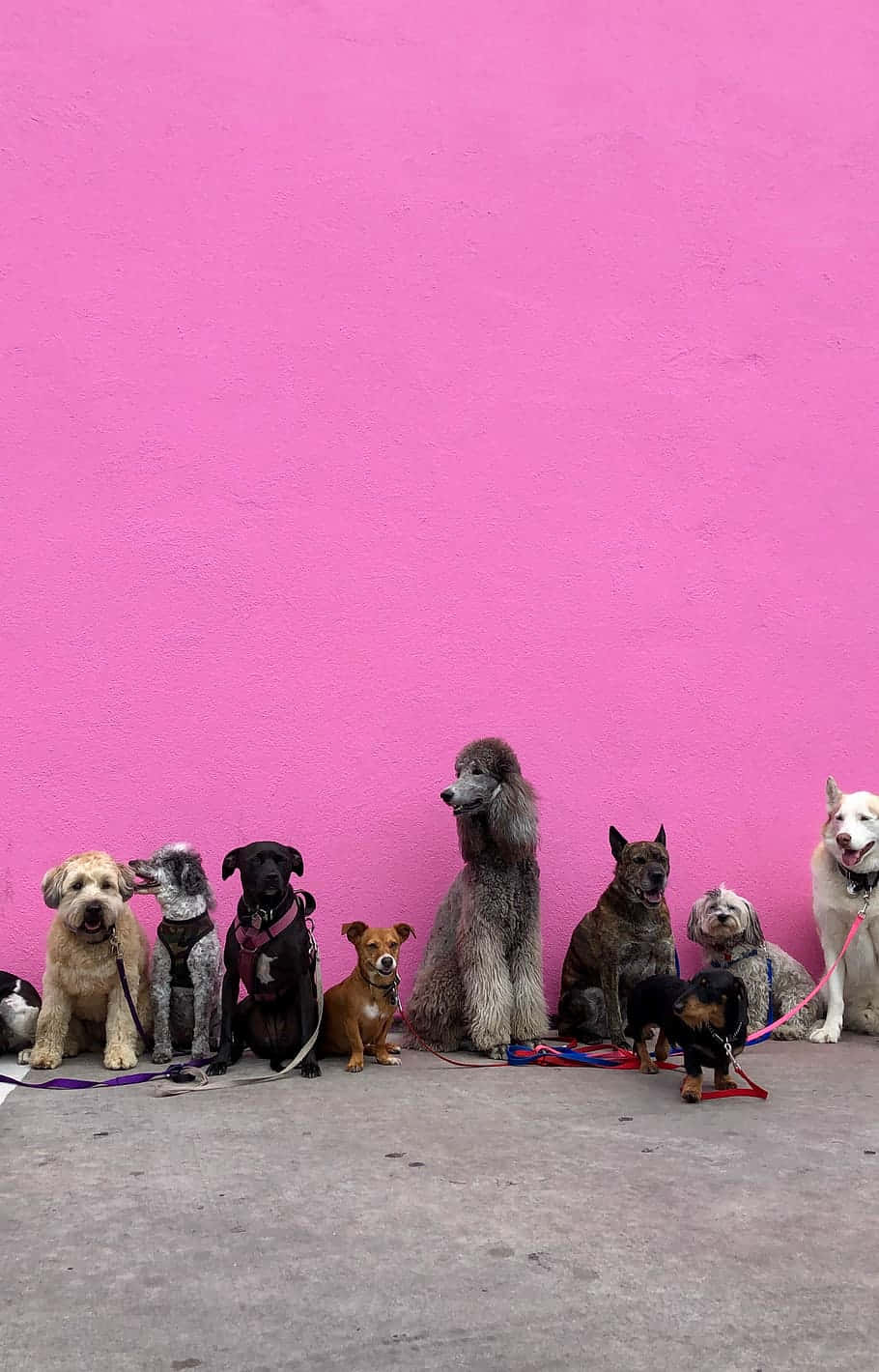 pink puppies, pink toy puppies, pillow, HD Phone Wallpaper