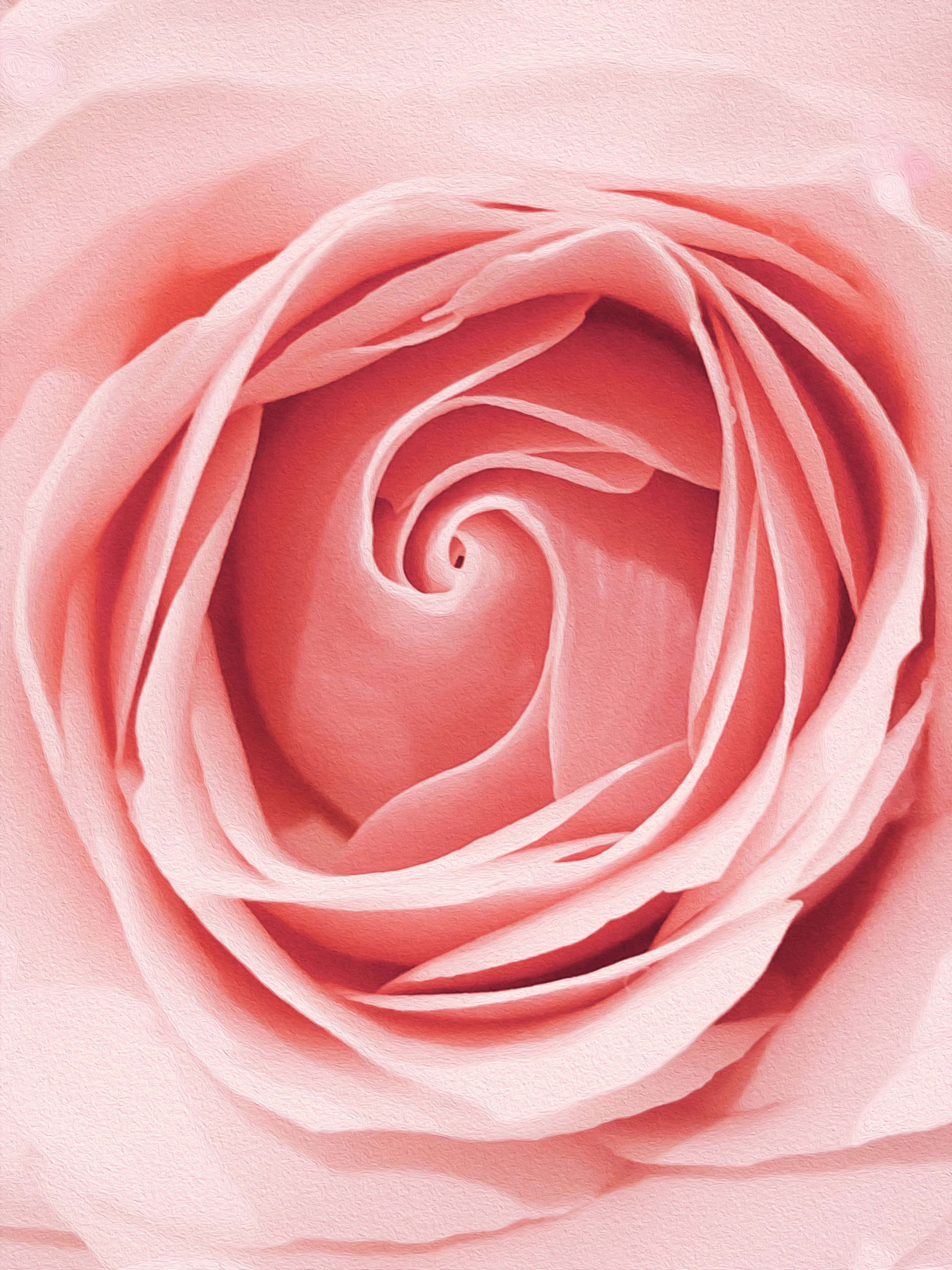 pink rose gold, soft pink rose, delicate layered petals, 2K Phone Wallpaper