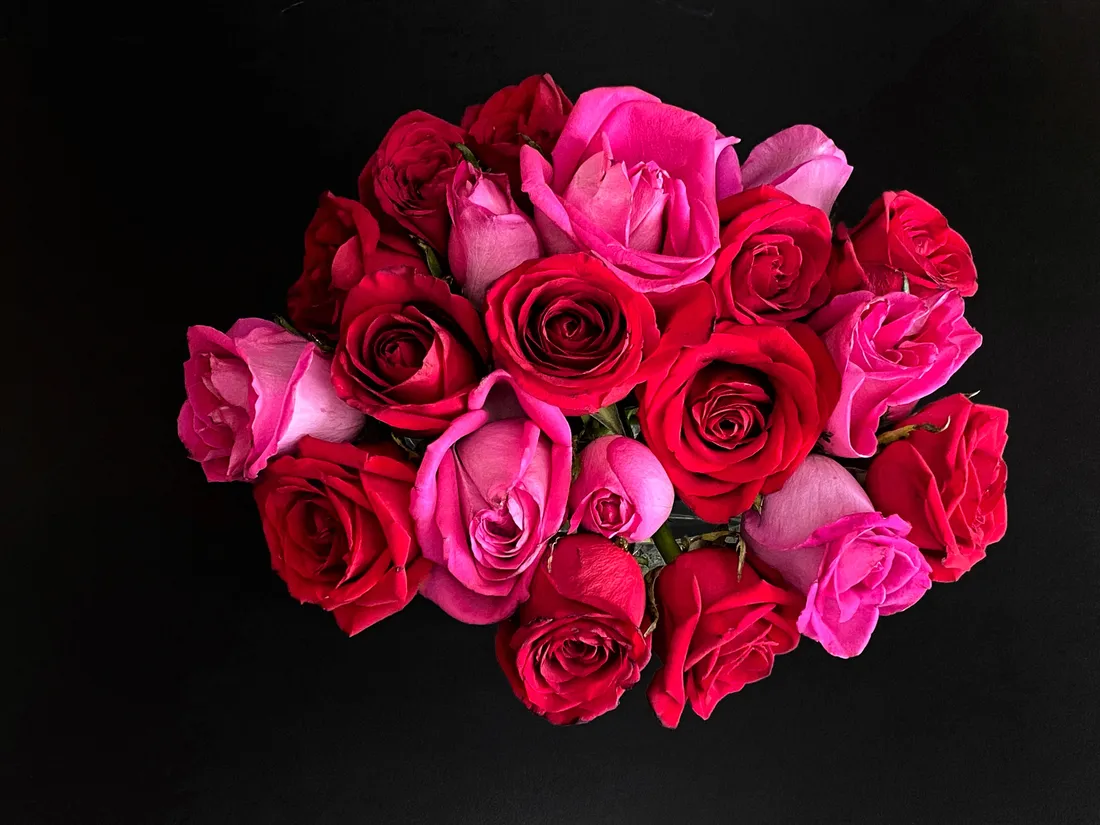 Pink Rose iPhone
