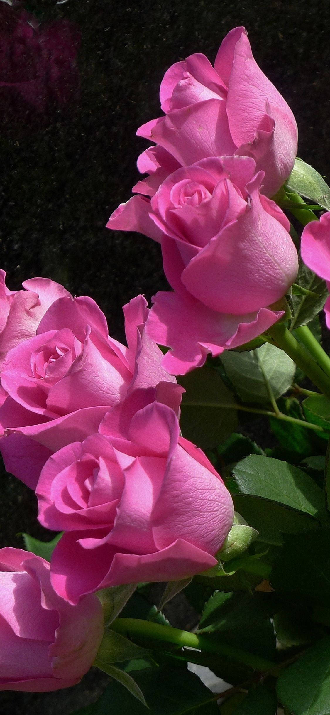 Pink Rose iPhone, vibrant pink roses, soft sunlight, Full HD Phone Wallpaper