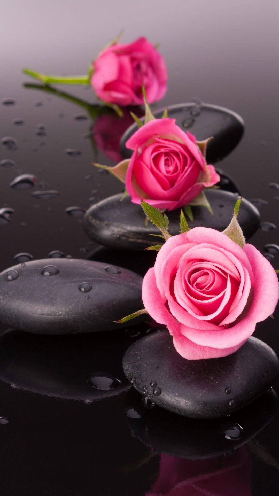 Pink Rose iPhone, glossy black stones, water droplets, Full HD Phone Wallpaper
