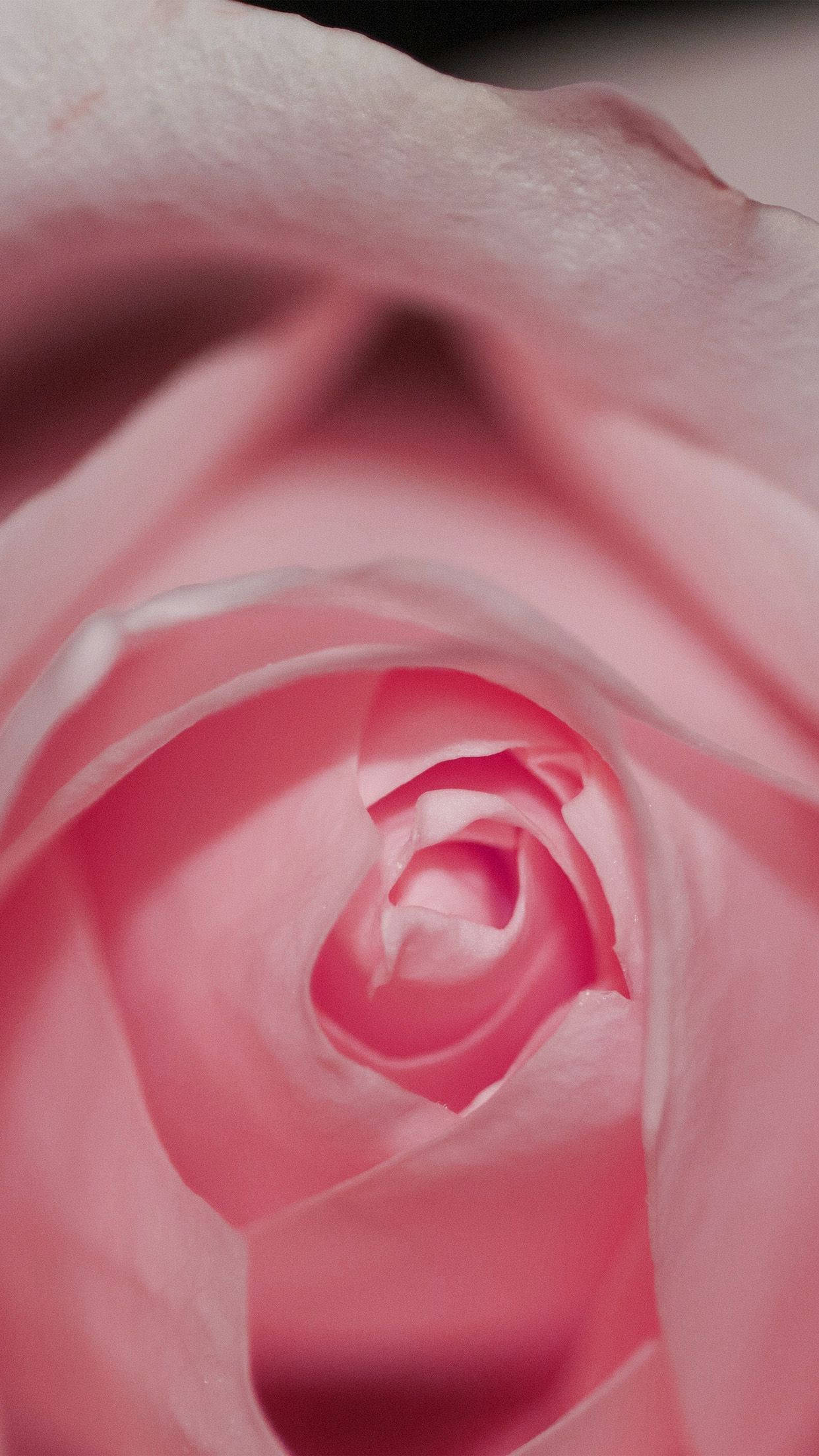 Pink Rose iPhone, soft pink rose, delicate petals, Full HD Phone Wallpaper