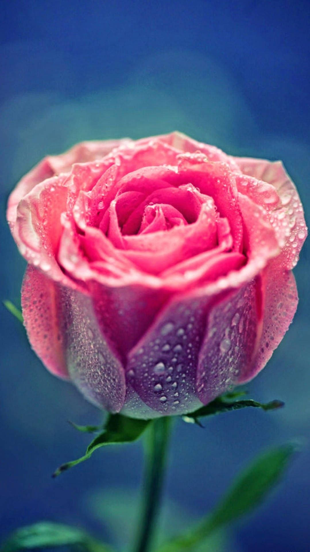 Pink Rose iPhone, vibrant pink rose, dewdrops, Full HD Phone Wallpaper