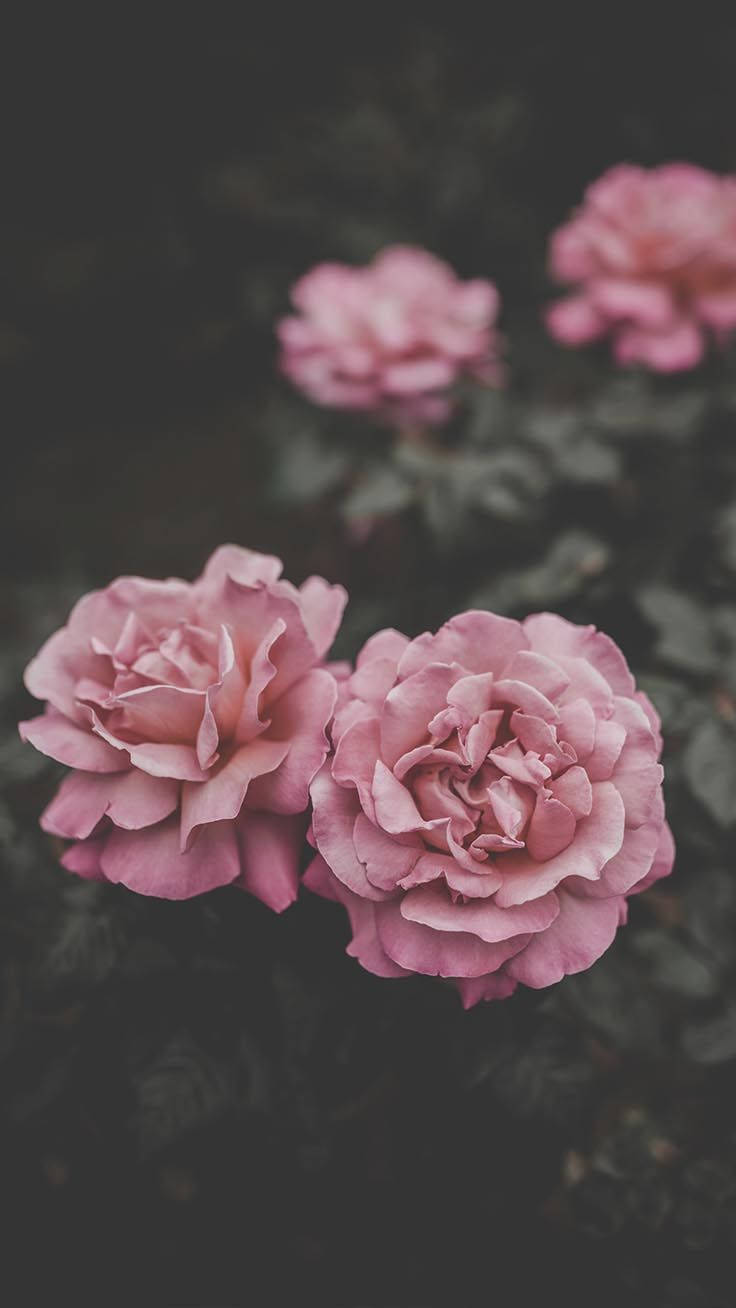 Pink Rose iPhone, soft pink roses, dark blurred garden backdrop, HD Phone Wallpaper