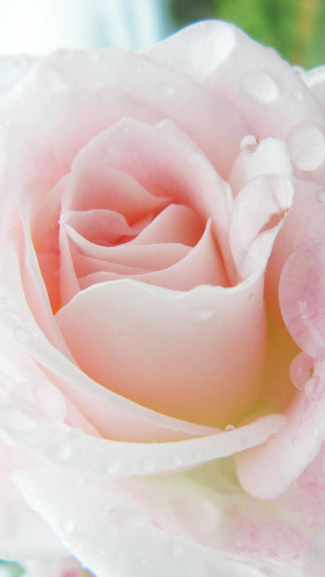 Light Pink Rose iPhone, pink rose, dewdrops, Full HD Phone Wallpaper