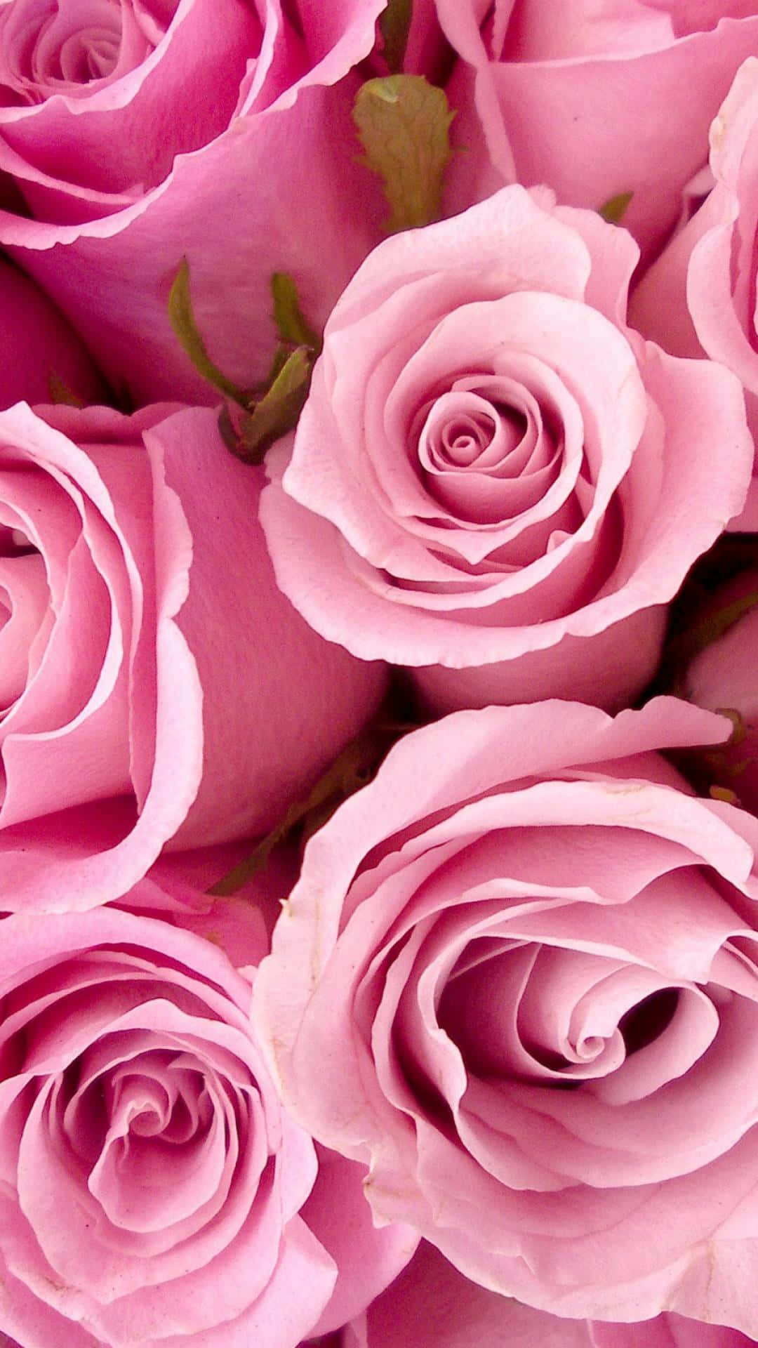 Pink Roses, Tumblr Photography, iPhone, Full HD Phone Wallpaper