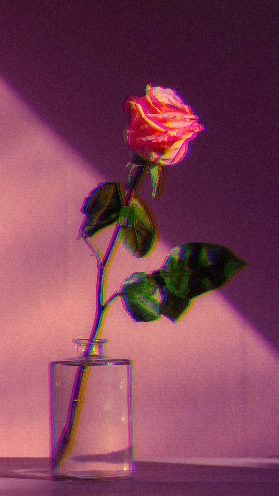 pink rose, glass vase, vibrant purple and pink light, Full HD Phone Wallpaper