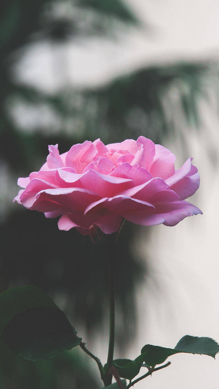 Pink Rose iPhone, soft pink rose, blurred green and gray background, HD Phone Wallpaper